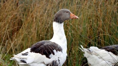 hqp rner profile summary