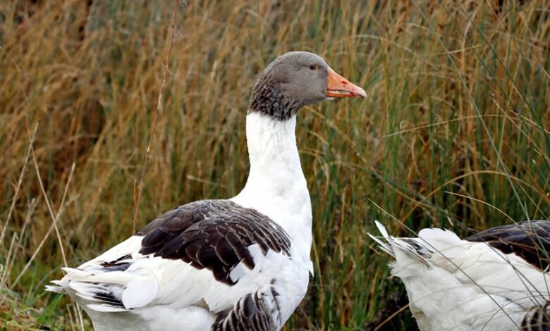 hqp rner profile summary